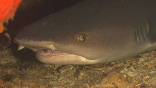 Creator Pack - 25 single clips of Reef Sharks 4K