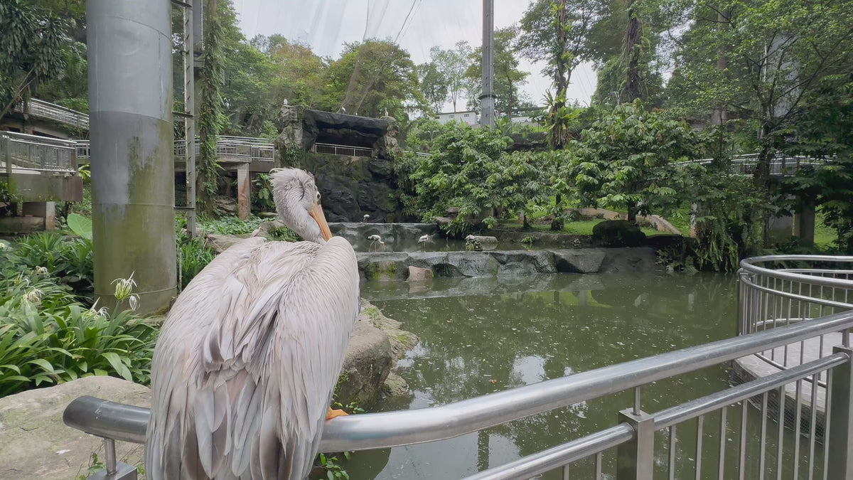 Nature Walk in World Largest Bird Aviary - Walk with the Tropical Bird ...