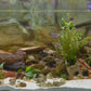 Tropical Freshwater Aquarium