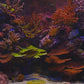 Coral Reef Aquarium