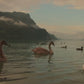 Duck Ponds & Swan Lakes Dvd