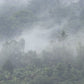 Tropical Rain