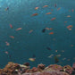 Sitting with the Fish