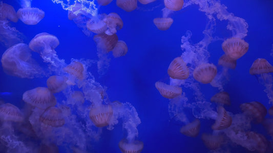 30 Minutes Black Nettle Jellyfish – The Dark Elegance of the Deep  Stock Footage 4K