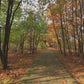 Virtual Walks - In The Forest