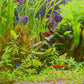 Freshwater and Tropical Aquarium