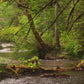 Rainforest Creeks