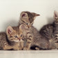 Cat TV Dvd