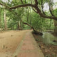 Virtual Jog - Waterfall and Rainforest - Than Bok Khorani National Park - Thailand