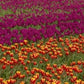 Tulips - Flowers of Holland Dvd