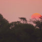 Bird Safari - Tropical Bird Safari Dvd
