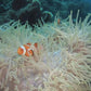 Clown Fish