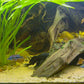 South American Aquariums
