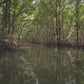 Virtual Rowing - Mangrove River - Krabi - Thailand