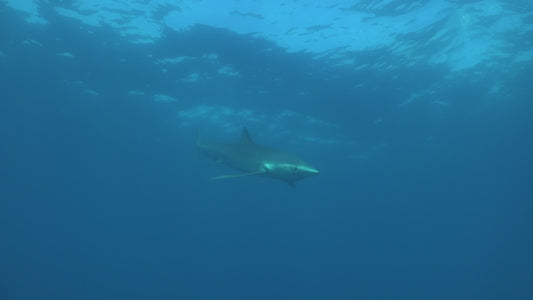 Creator Pack - 25 single clips of Sharks Of The World4K