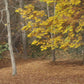 Fall Cascades