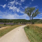 Virtual Walks - Lavender Fields, France