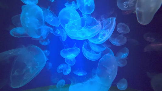 30 Minutes of Moon Jellies in Motion: A Symphony of Color  Stock Footage 4K