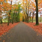 Virtual Cycle Rides - Through The Forest
