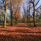 Virtual Walks - A Day At The Forest