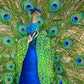 Tropical Birds Dvd