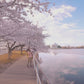 Virtual Walk - Cherry Blossom - Washington, D.C. - USA