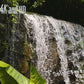 Tropical Garden and Orchids Dvd