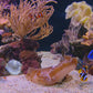 Tropical Reef Aquarium
