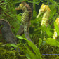 Seahorses