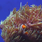 Baby's Aquarium Dvd