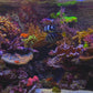 Tropical Aquarium 2010