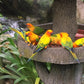 Tropical Bird Feeder Dvd