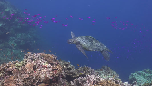 Creator Pack - 25 single clips of Sea Turtle 4K