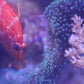 Underwater World Dvd