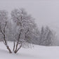 Snow and Winter Wonderland