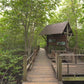 Relaxing Nature Walk - Mangrove