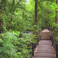 Nature Walks - Tropical Scenery