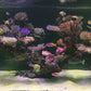 Tropical Aquarium XXL