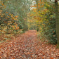 Nature Run - Falling Autumn Leaves - The Netherlands