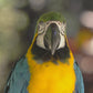 Tropical Birds and Butterflies with Classical Music Dvd