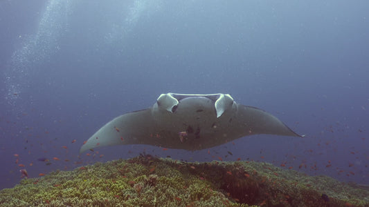 Creator Pack - 25 single clips of Manta Rays 4K