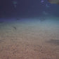 Sea, Lakes & River Aquariums
