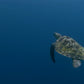The Living Ocean: An Underwater Journey