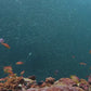Tropical Reef & Oceans Aquarium