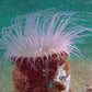 Underwater Fantasy