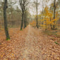 Nature Walk - Falling Autumn Leaves - The Netherlands