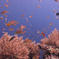 Coral Reef Scenes – Static Reef Shots