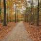 Virtual Run - Fall Forest - The Netherlands