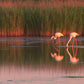 Flamingos & Waterbirds