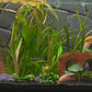 Malawi Aquarium